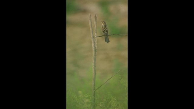 Bristled Grassbird - ML653684185