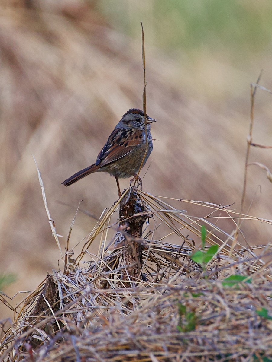 Swamp Sparrow - ML653685722