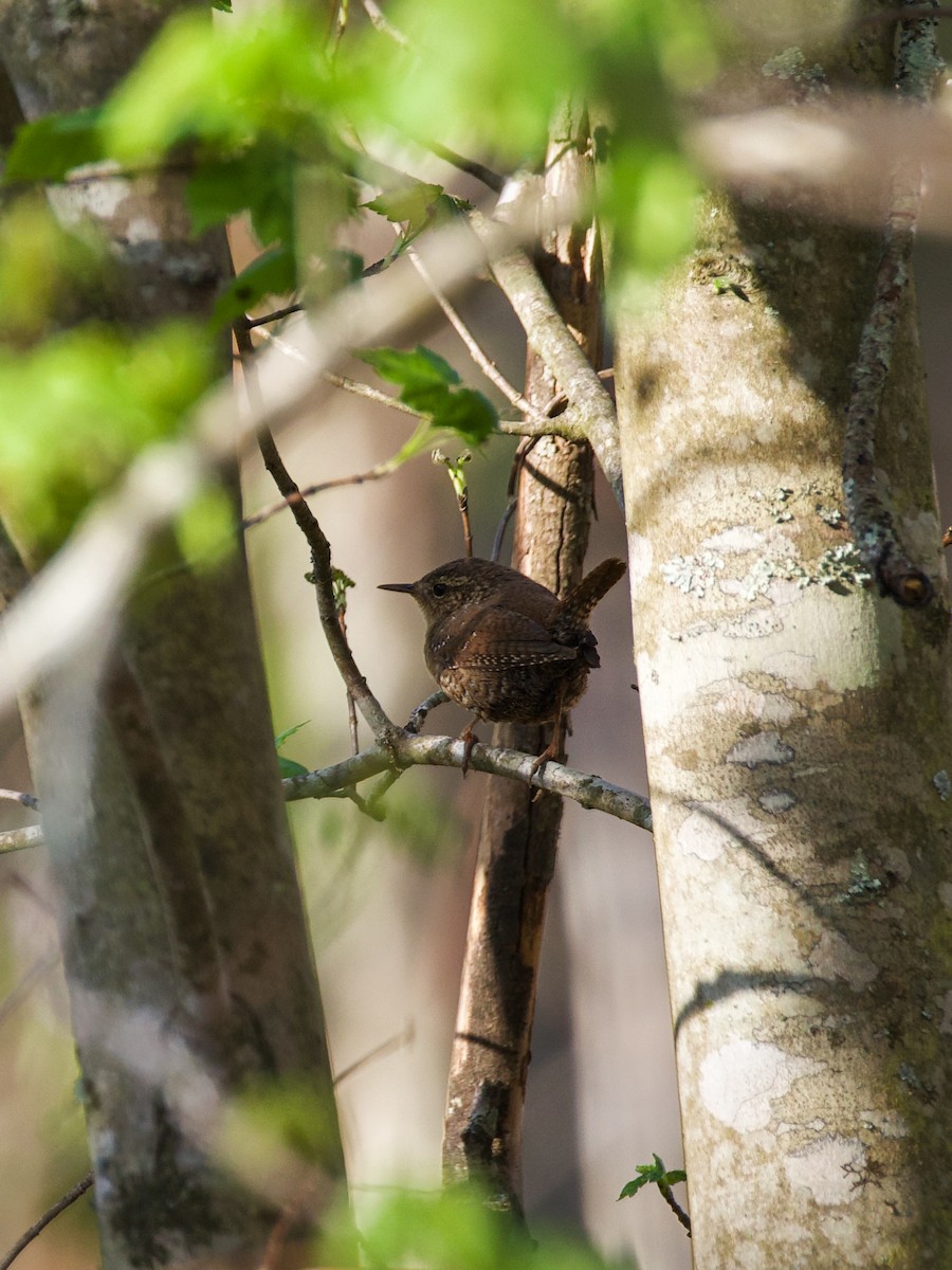 Winter Wren - ML653685761