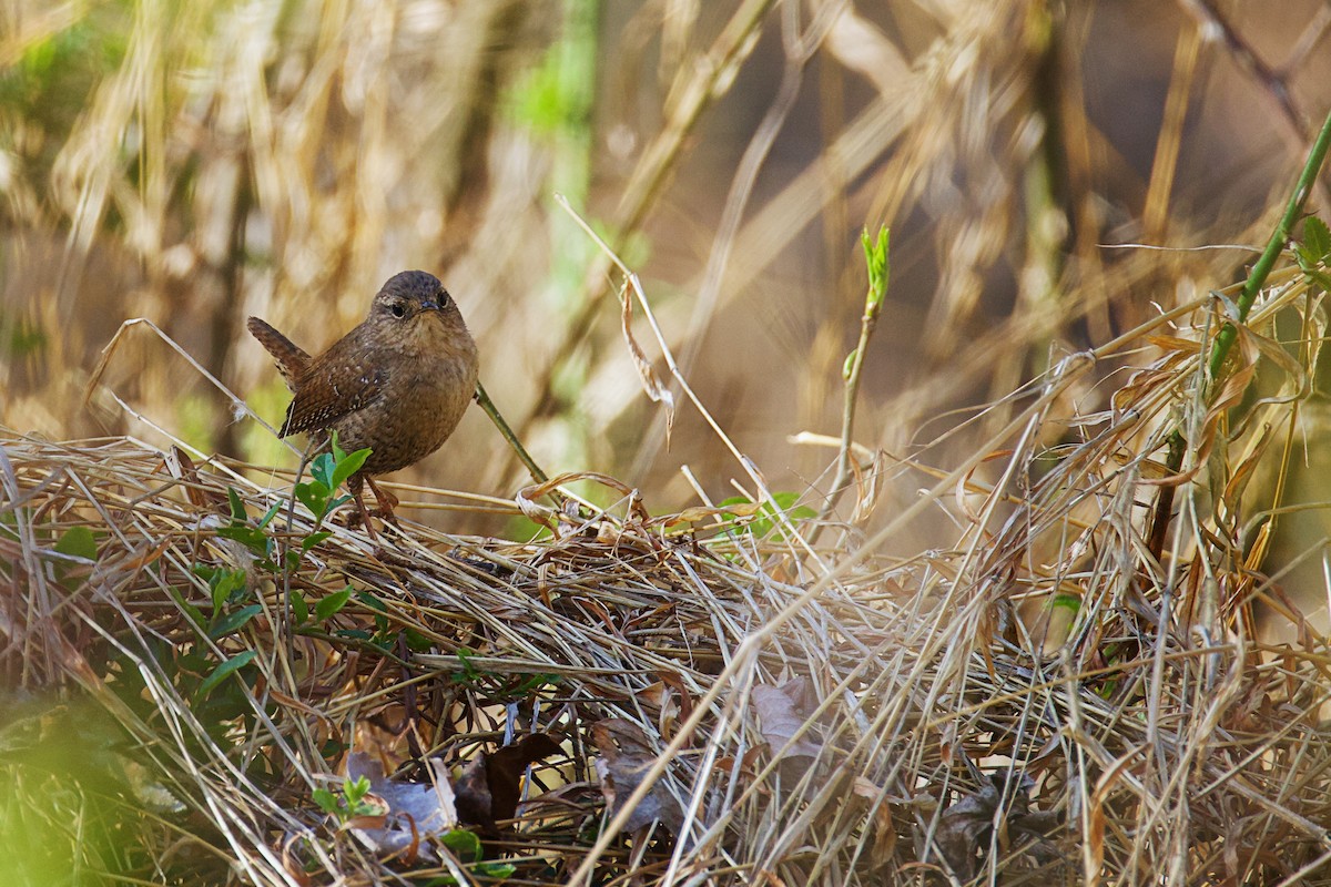 Winter Wren - ML653685762