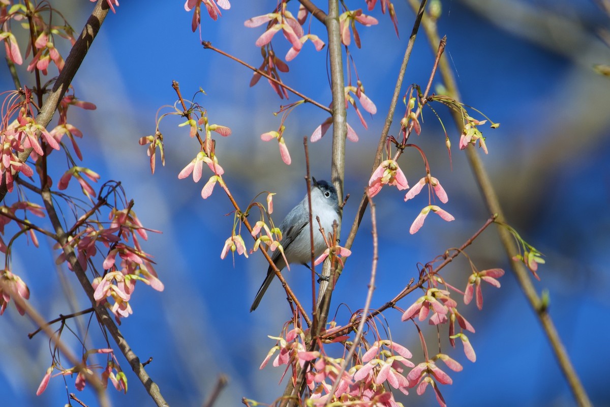 Blue-gray Gnatcatcher - ML653685801