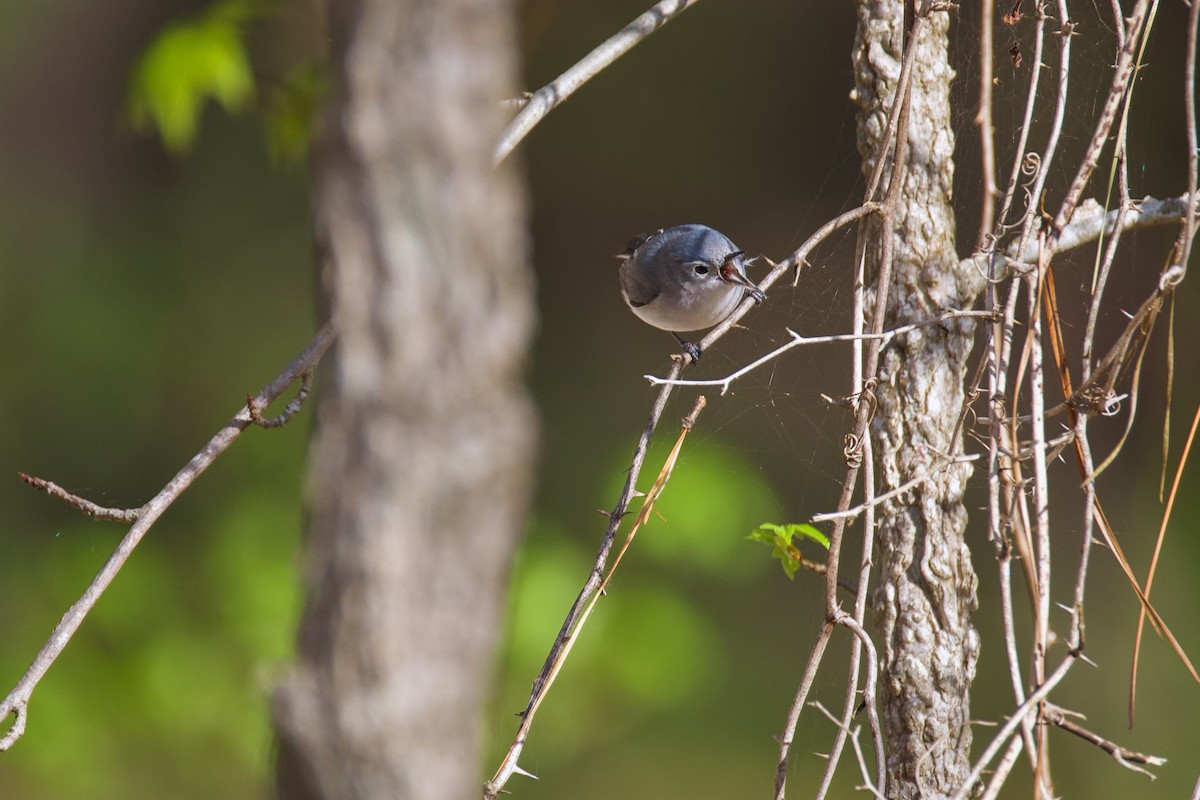 Blue-gray Gnatcatcher - ML653685802
