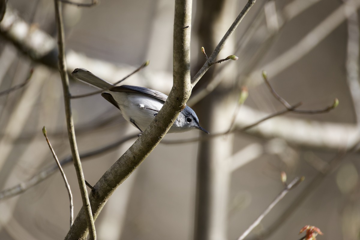 Blue-gray Gnatcatcher - ML653685803