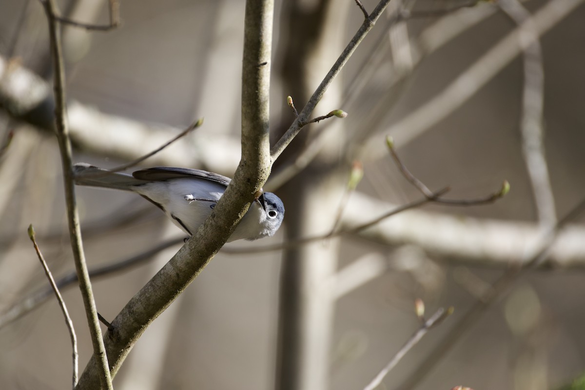 Blue-gray Gnatcatcher - ML653685804
