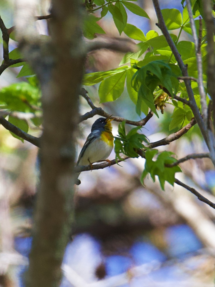 Northern Parula - ML653685812