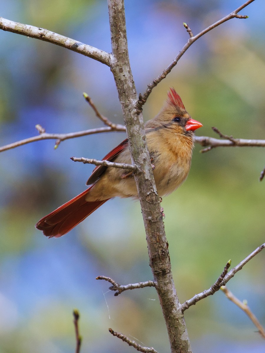 Northern Cardinal - ML653685844