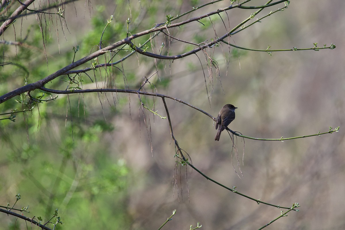 Eastern Phoebe - ML653685903