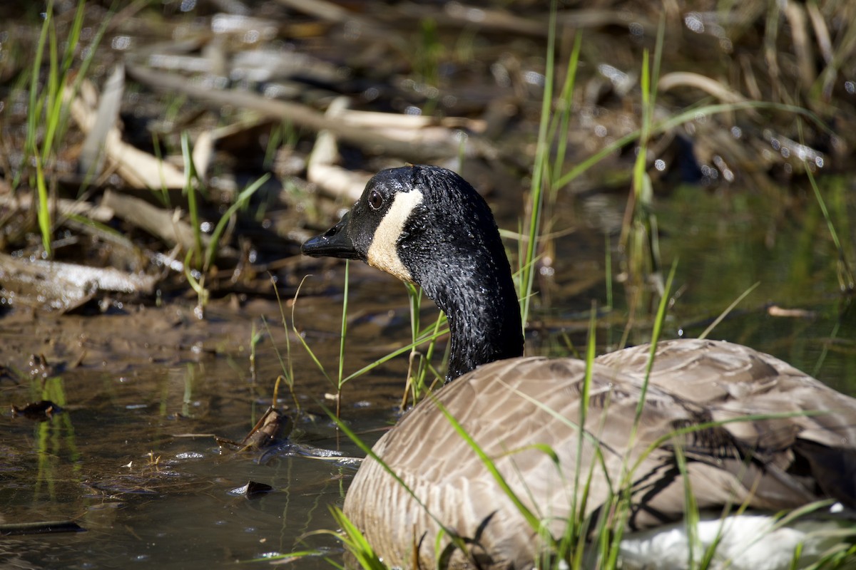 Canada Goose - ML653685974