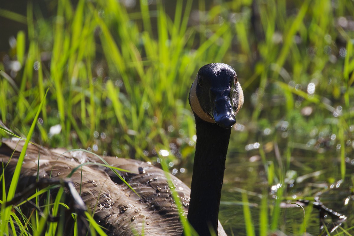 Canada Goose - ML653685975