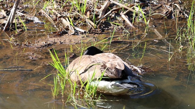 Canada Goose - ML653685980