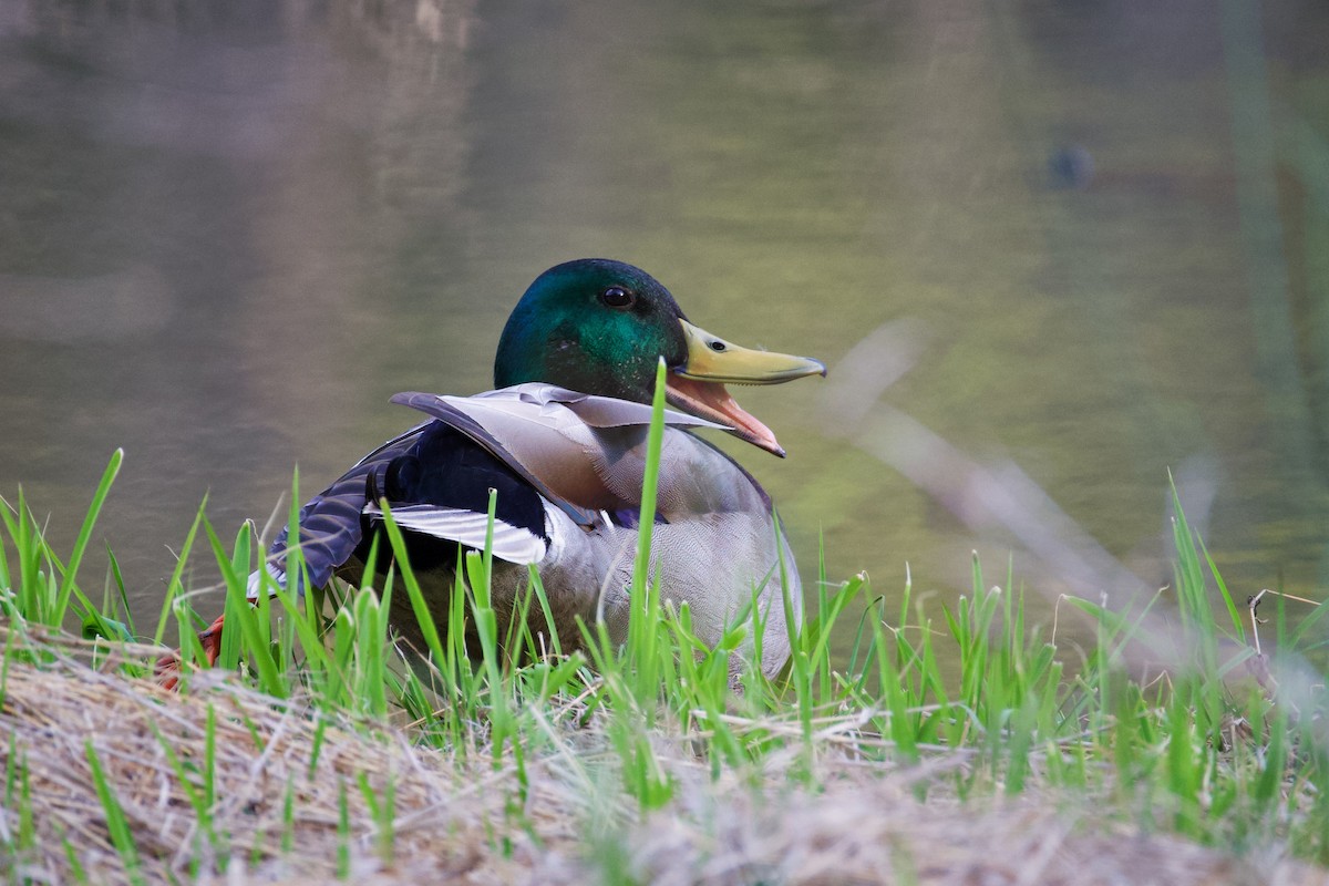 Mallard - ML653686001