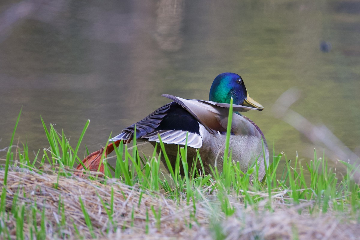 Mallard - ML653686002