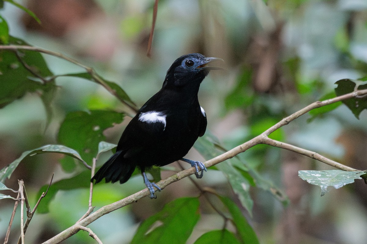 White-shouldered Antbird - ML653692798