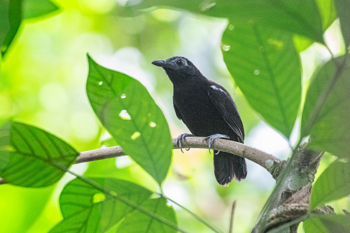 White-shouldered Antbird - ML653692799