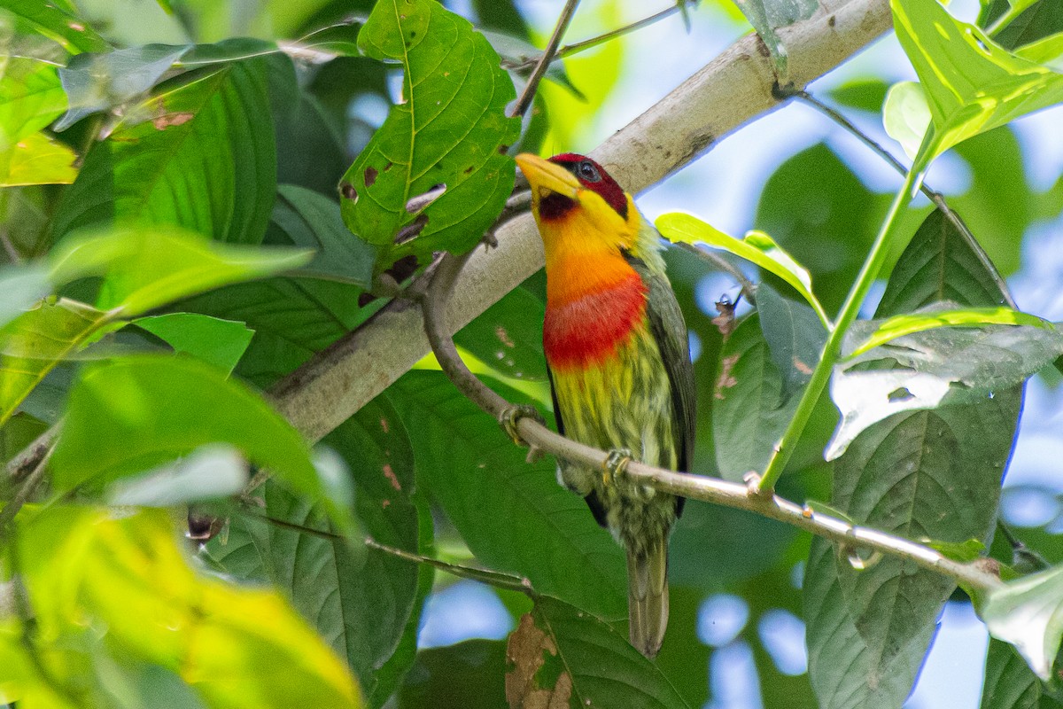 Lemon-throated Barbet - ML653693719