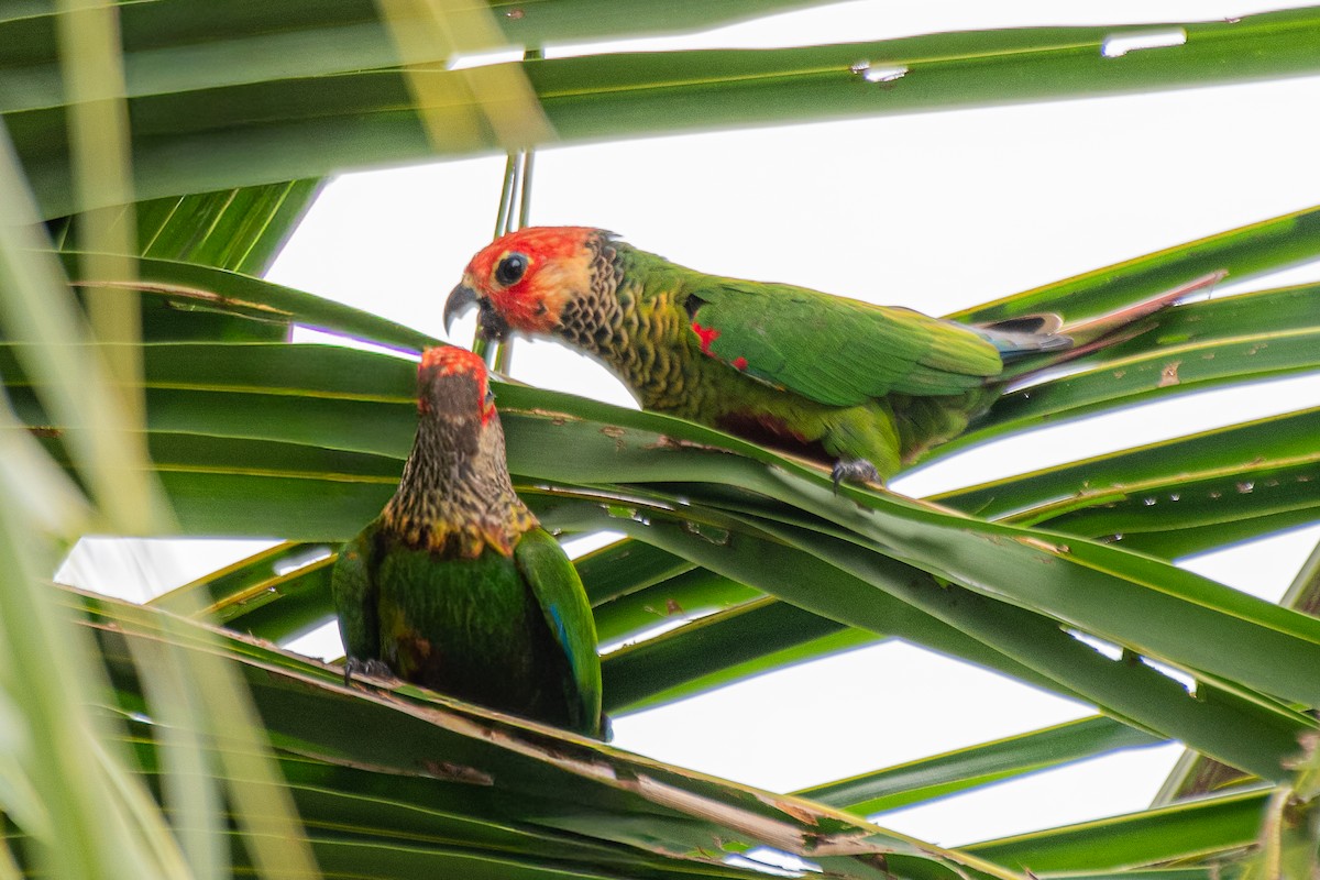 Rose-fronted Parakeet - ML653693742
