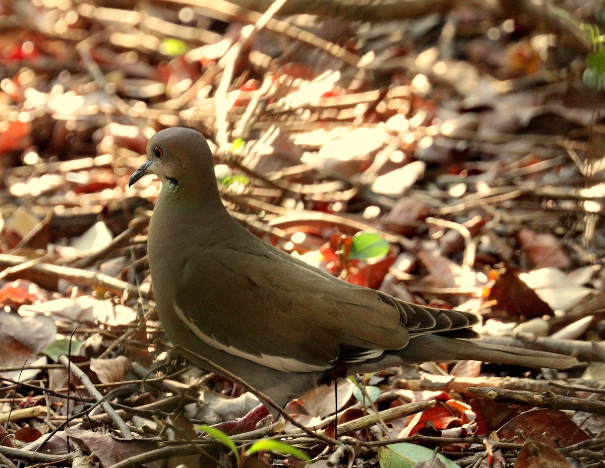eBird Checklist - 28 Mar 2026 - Green Cay Wetlands & Nature Center - 41 ...
