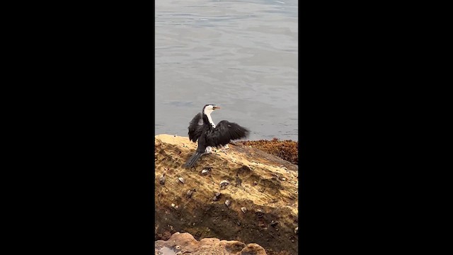 Little Pied Cormorant - ML653695125