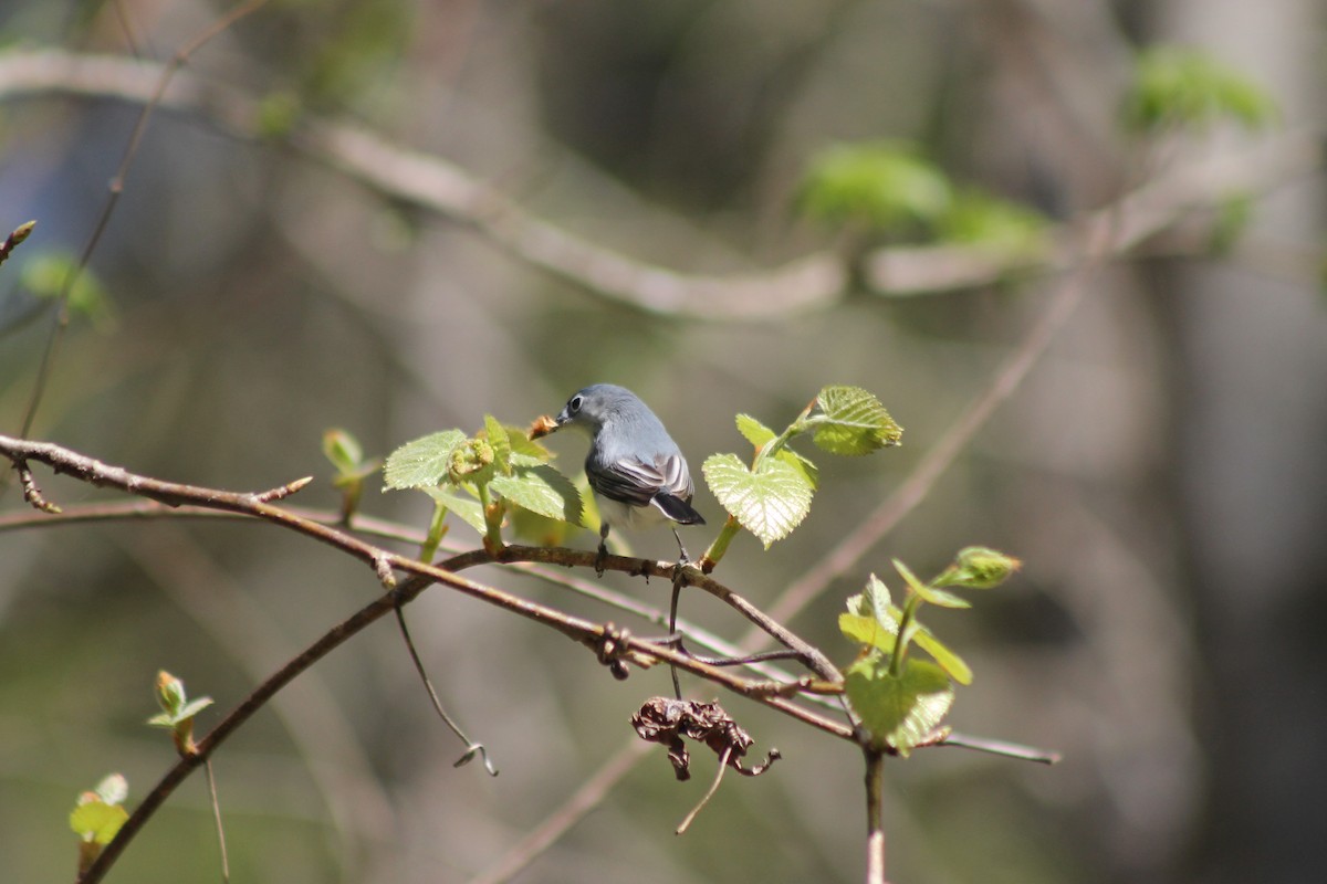 Blue-gray Gnatcatcher - ML653696666