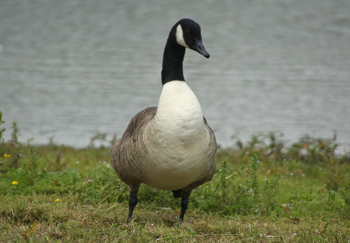 Canada Goose - ML65369741