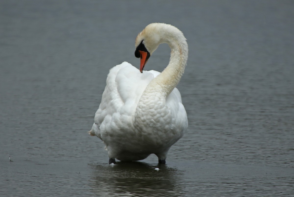 Mute Swan - Paul Chapman