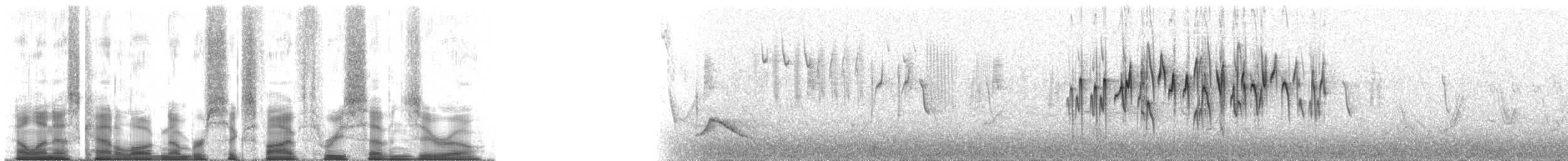 Graubauch-Hakenschnabel - ML65370