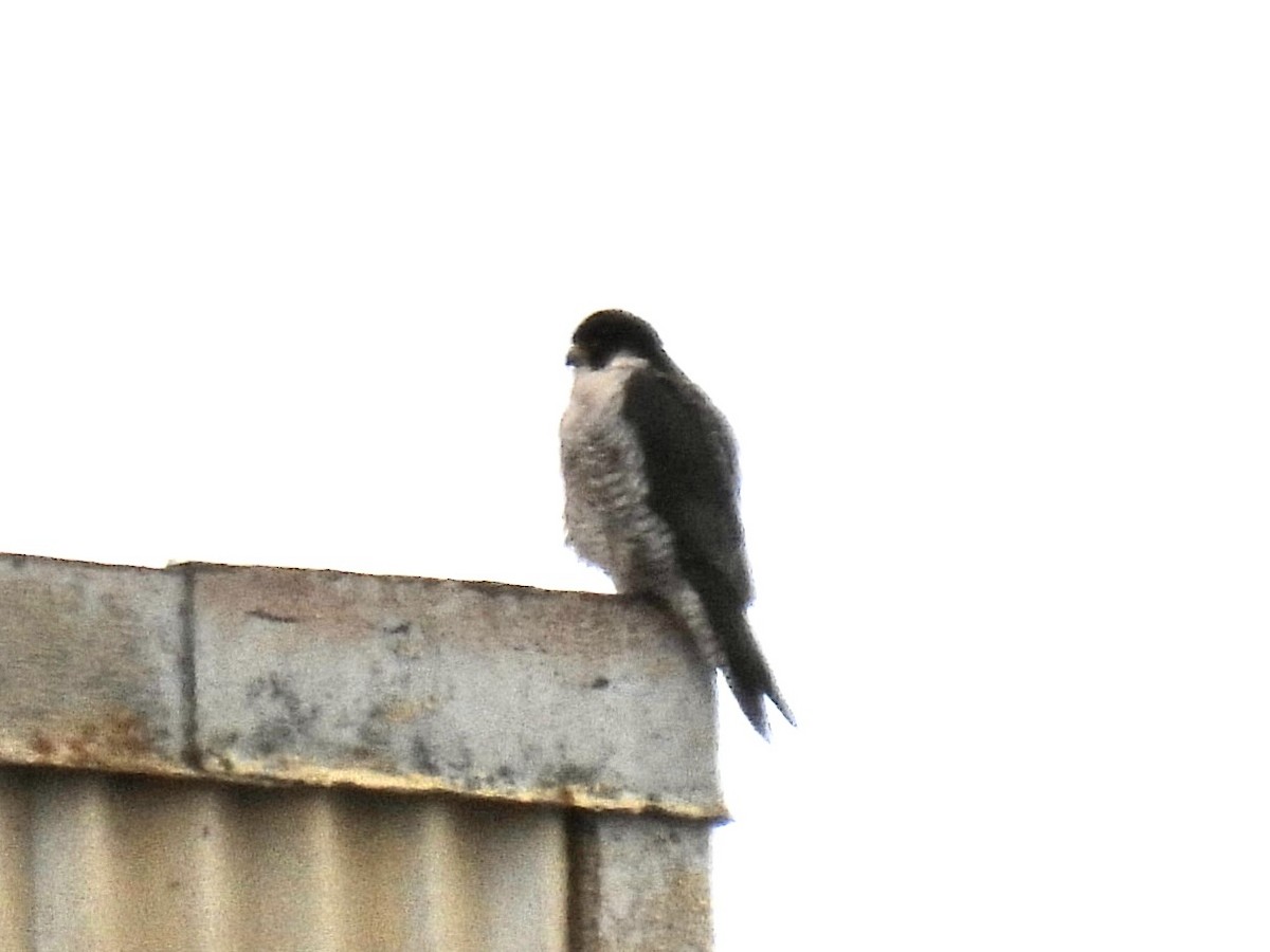 vandrefalk - ML653701247