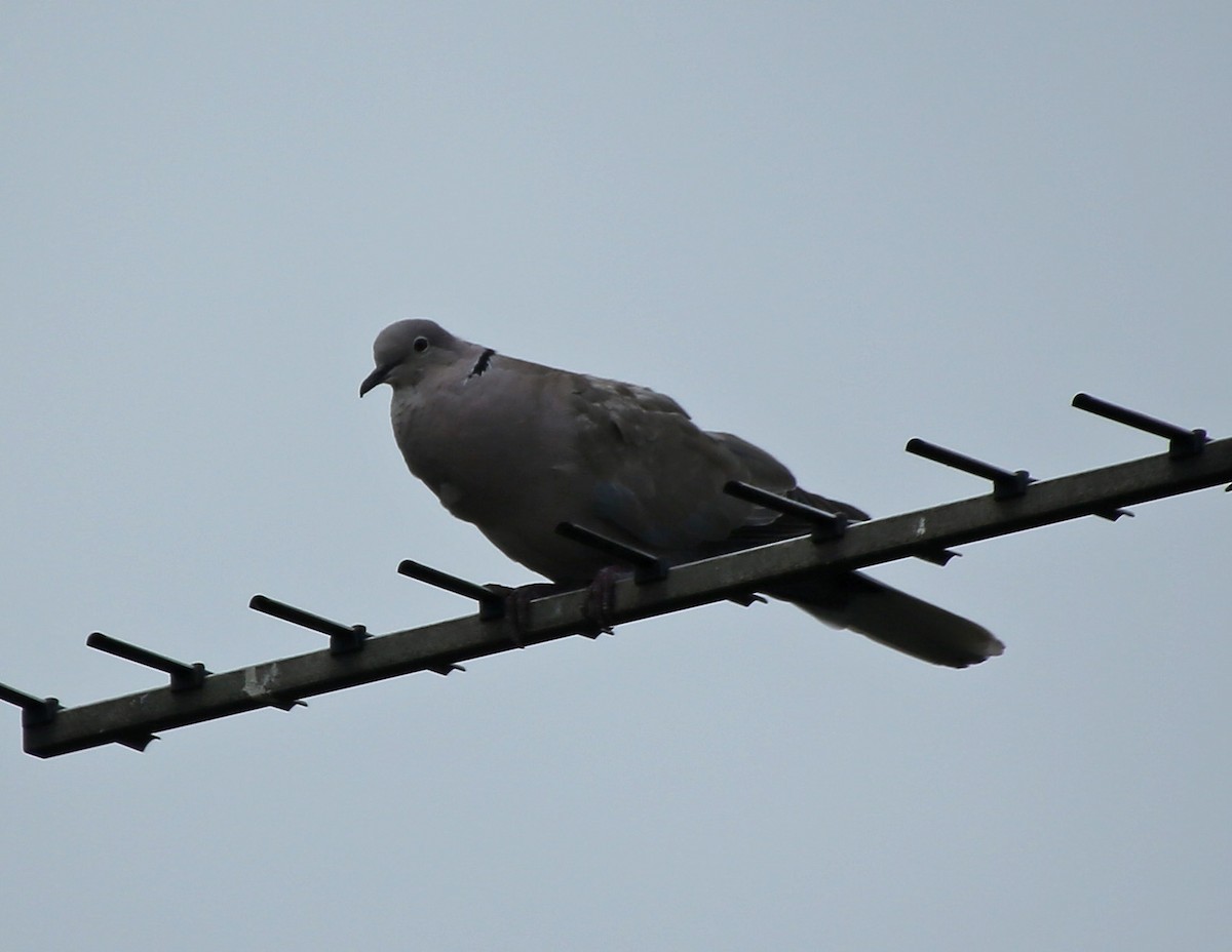 Eurasian Collared-Dove - ML65370201