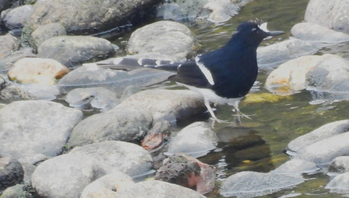 White-crowned Forktail (Northern) - ML653704538