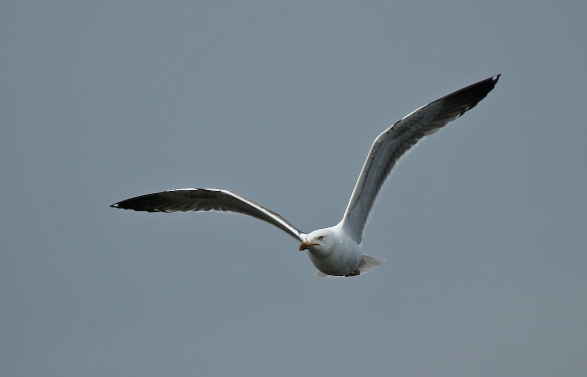 Lesser Black-backed Gull - ML65370581