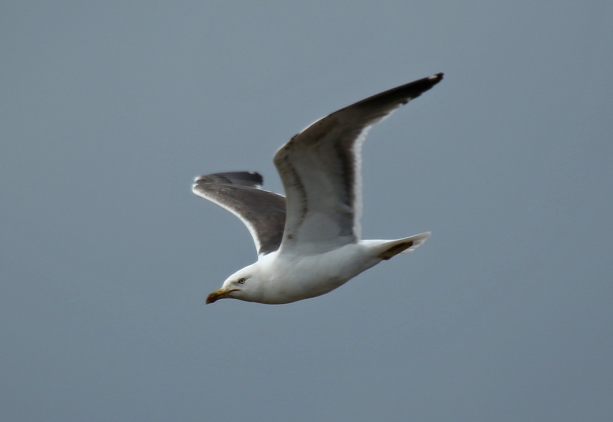 Lesser Black-backed Gull - ML65370601