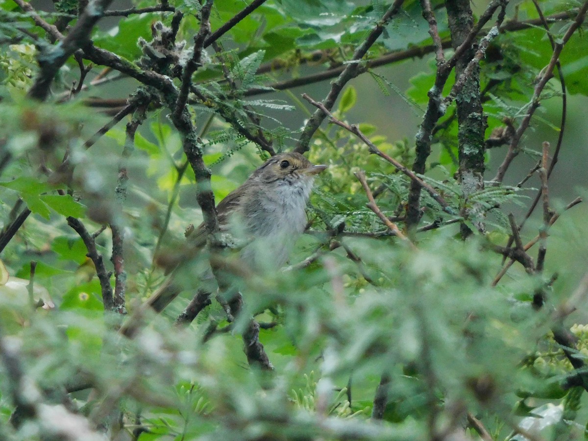 Fulvous-crowned Scrub-Tyrant - ML653708710