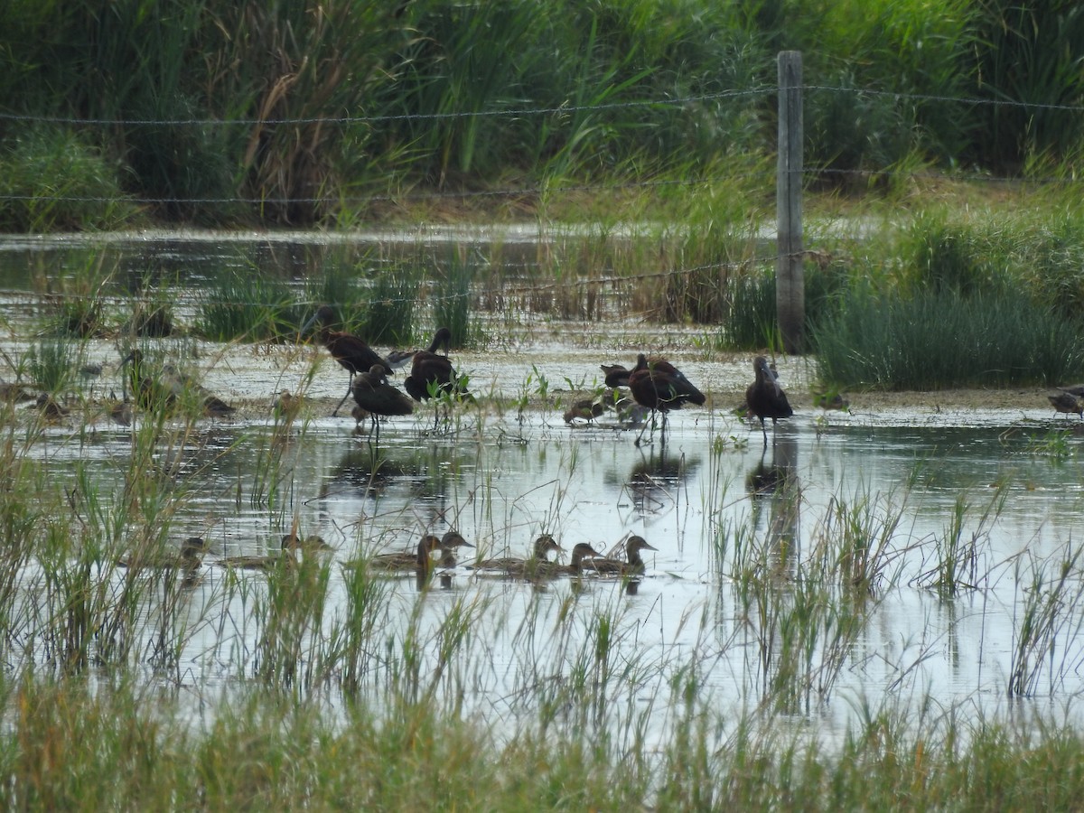 White-faced Ibis - Andrew Elgin