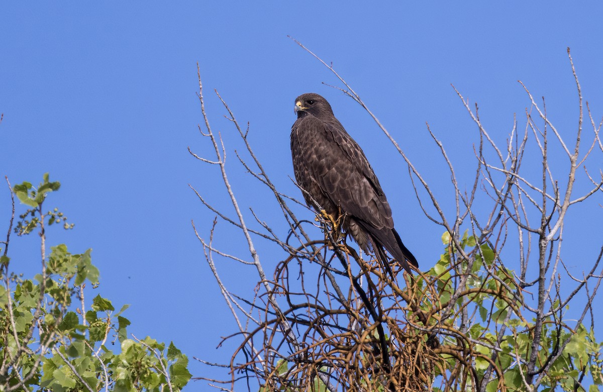 California Bird Atlas Checklist - 28 Mar 2026 - Big Morongo Canyon ...