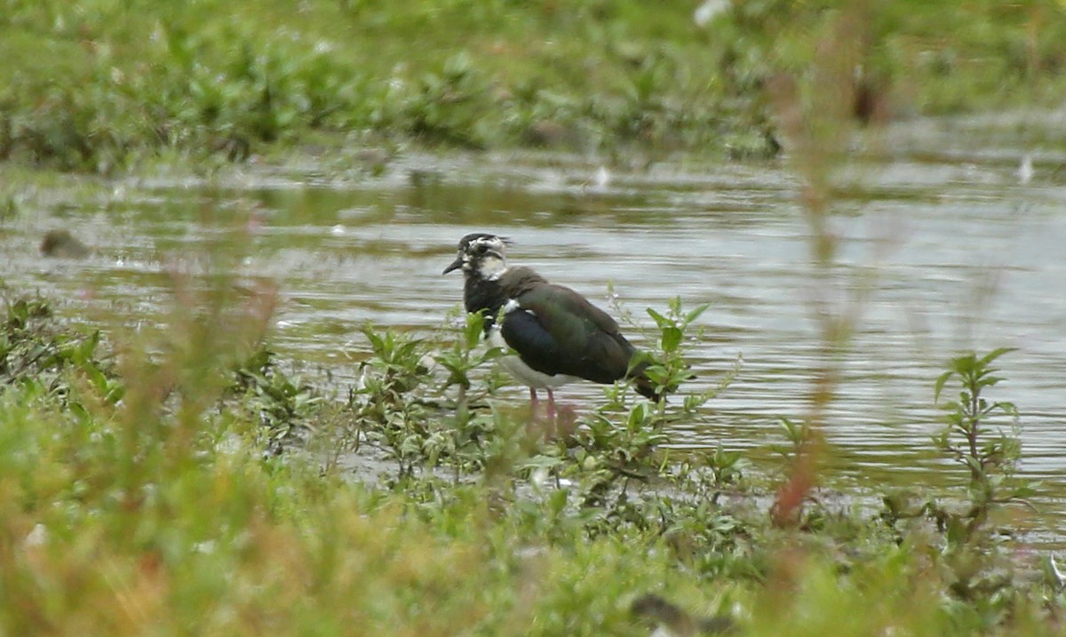 Northern Lapwing - ML65371021