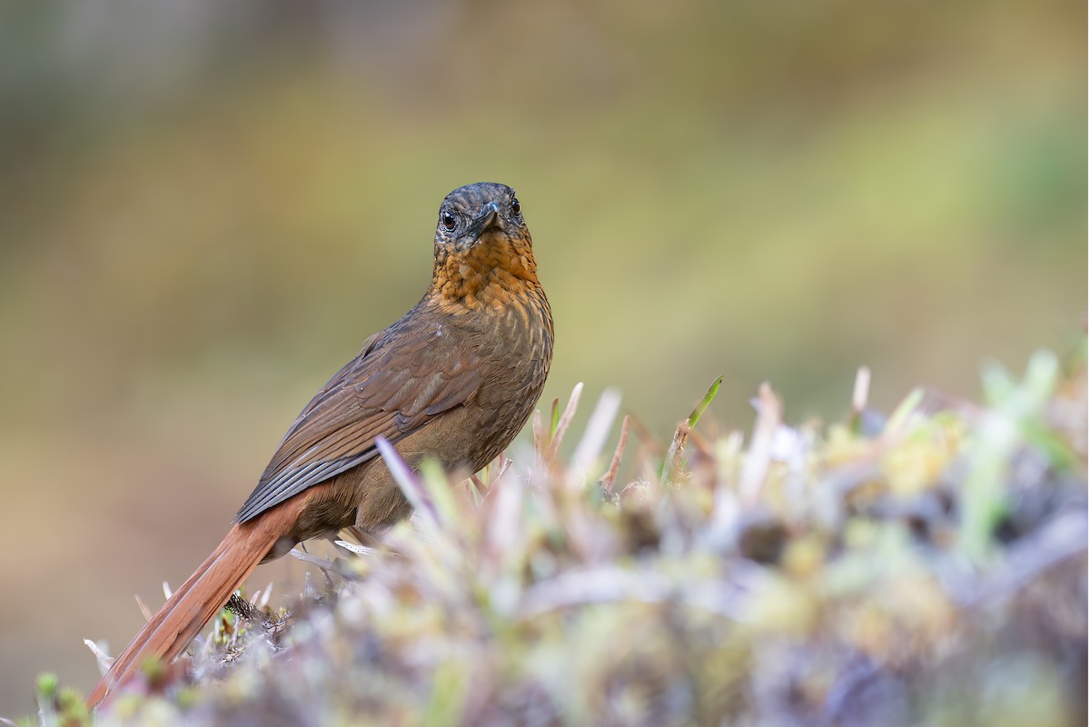 Streak-breasted Treehunter - ML653710236