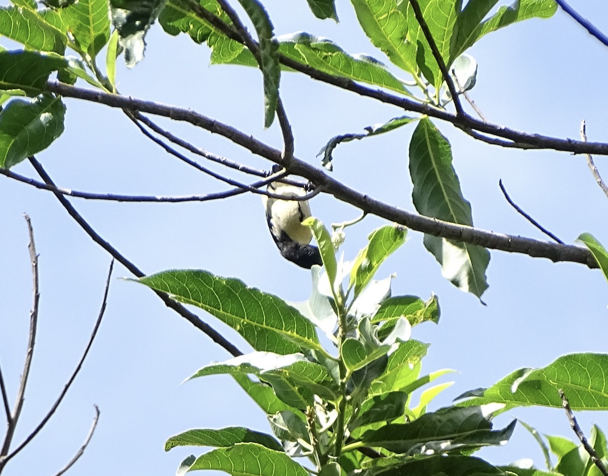 Cambodian Flowerpecker - ML653713031