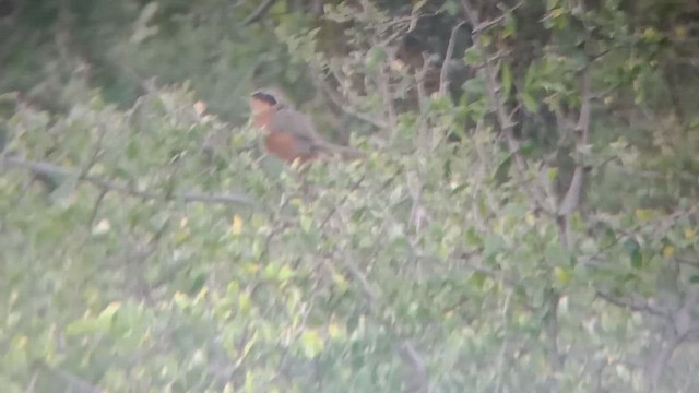 Olive-crowned Crescentchest - ML653713645