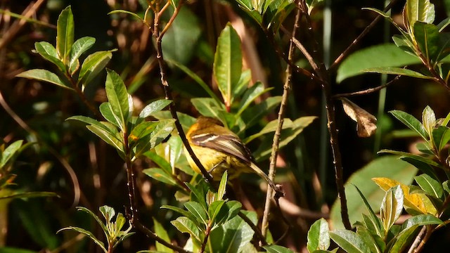 Cinnamon Flycatcher - ML653714209