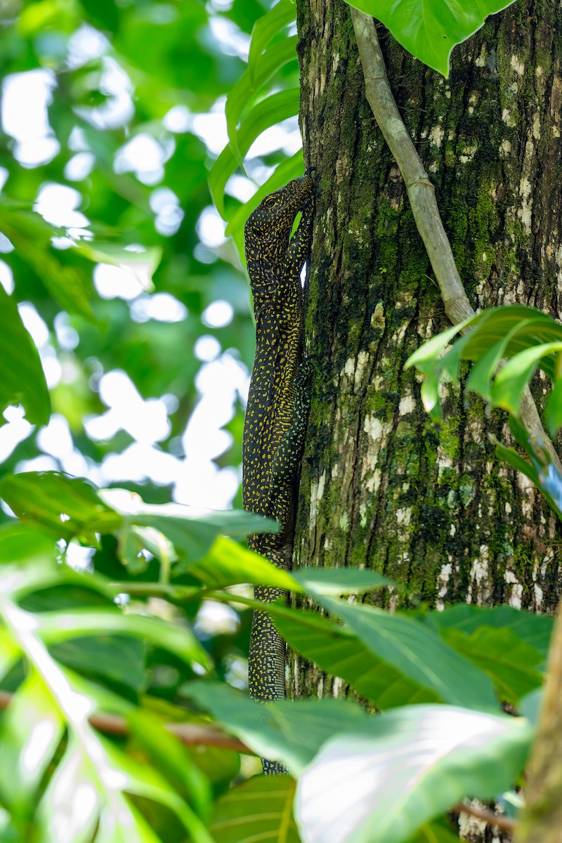 Blue-tailed Monitor - ML653714504