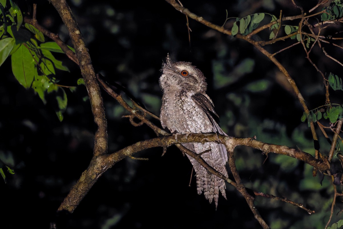 Marbled Frogmouth - ML653714577
