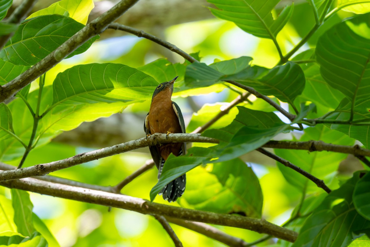 Chestnut-breasted Cuckoo - ML653714688