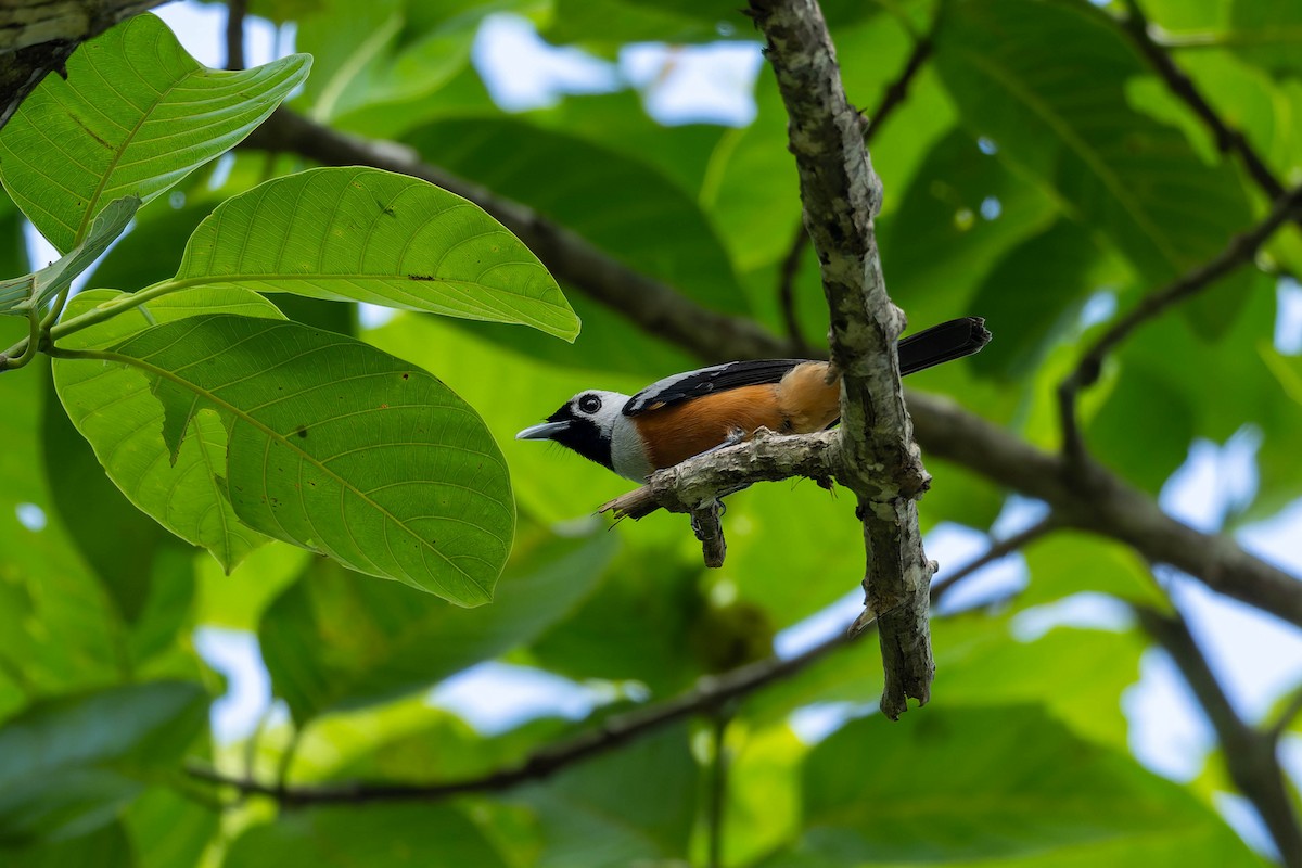 Black-winged Monarch - ML653714802