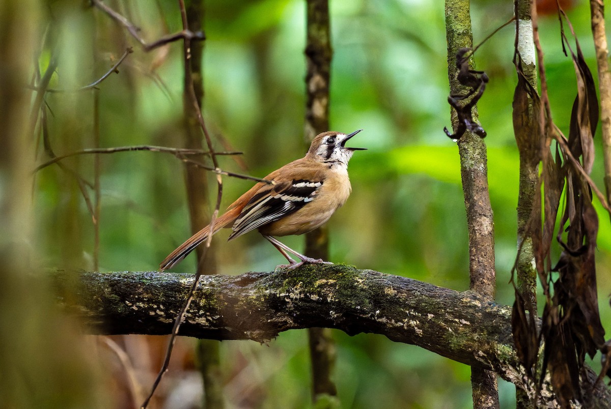 Northern Scrub-Robin - ML653714936