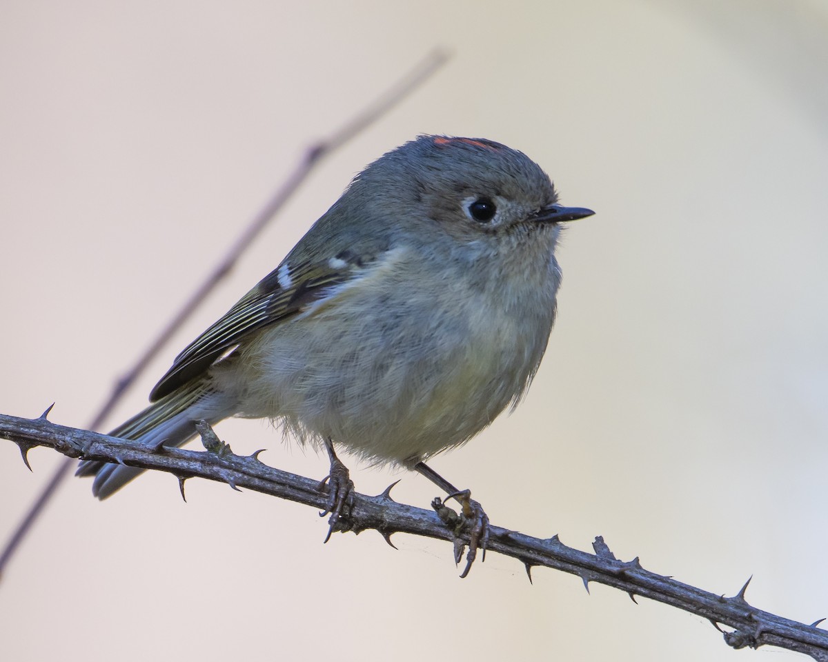 Ruby-crowned Kinglet - ML653718920