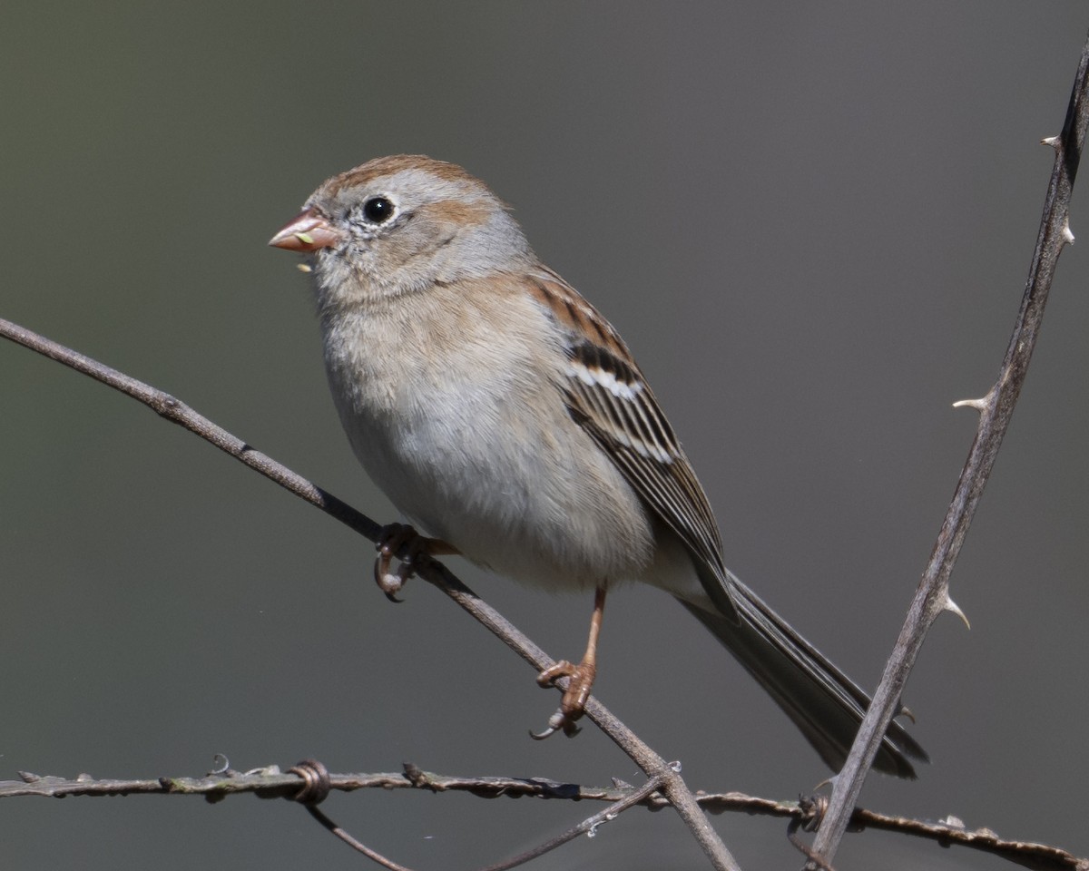 Field Sparrow - ML653718937