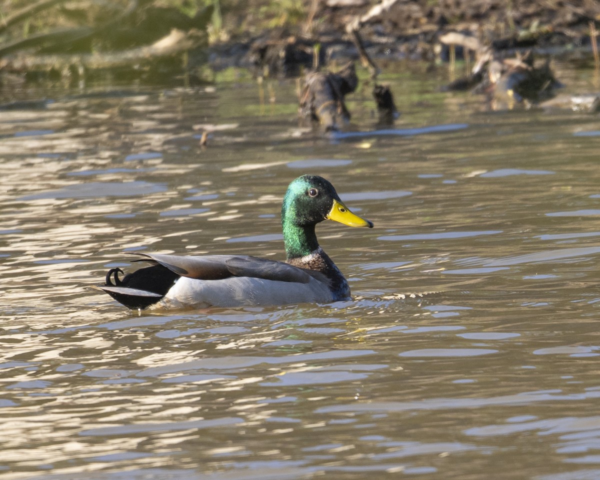 Mallard - ML653719235