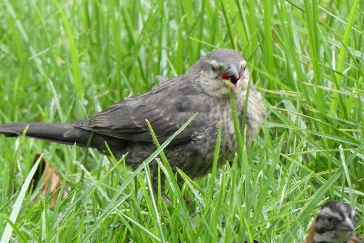 Shiny Cowbird - ML653720941
