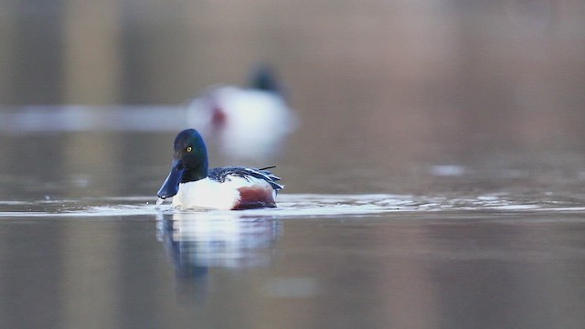 ハシビロガモ - eBird