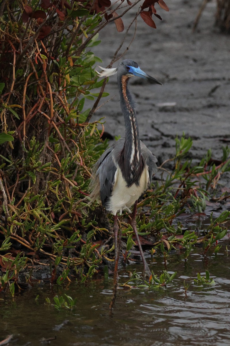 Tricolored Heron - ML653723372